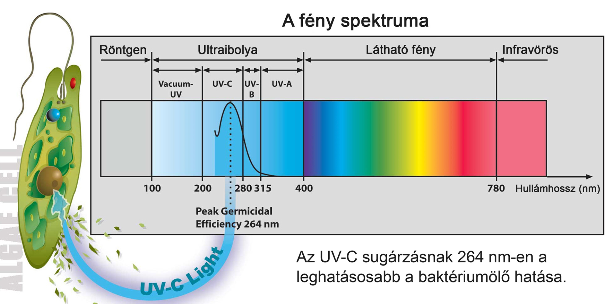 Kép 2